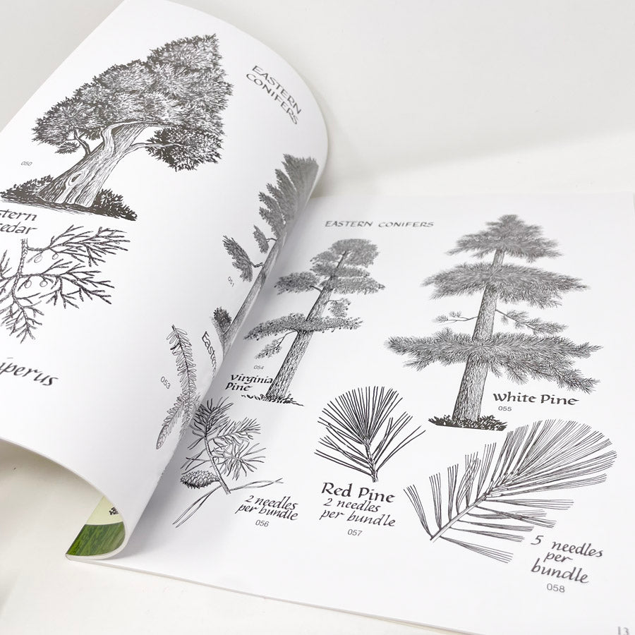 Forest Plant and Animal Illustrations Book