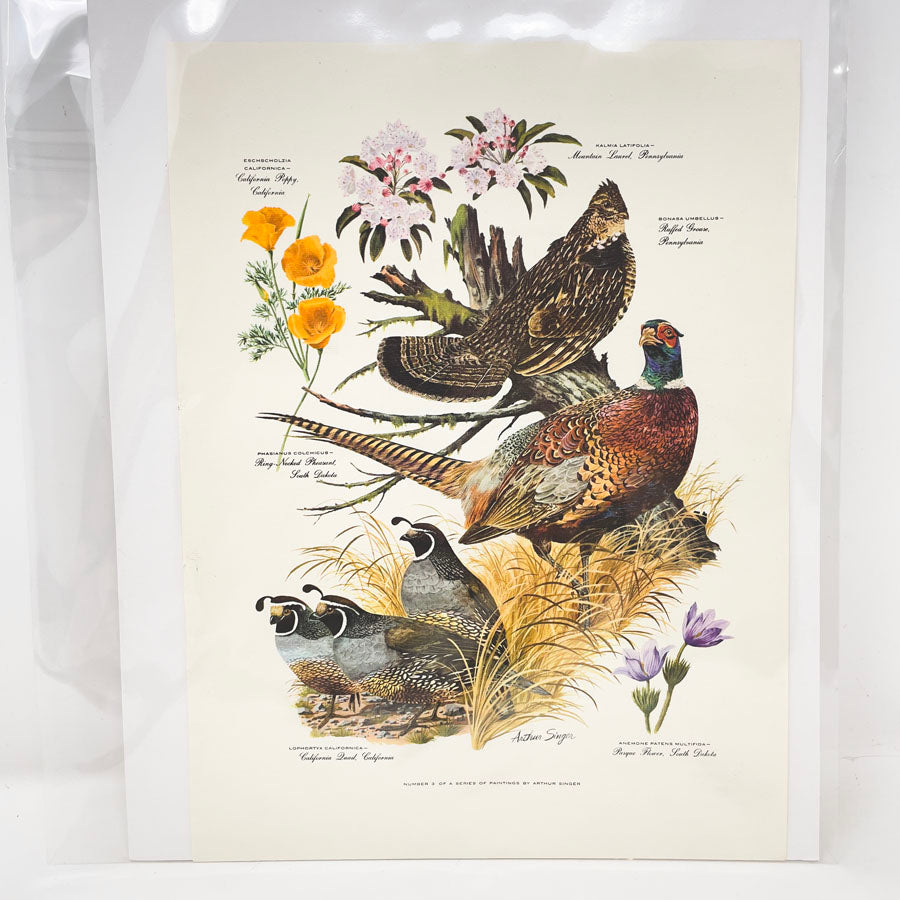 Vintage Arthur Singer Bird Prints - Book Pages