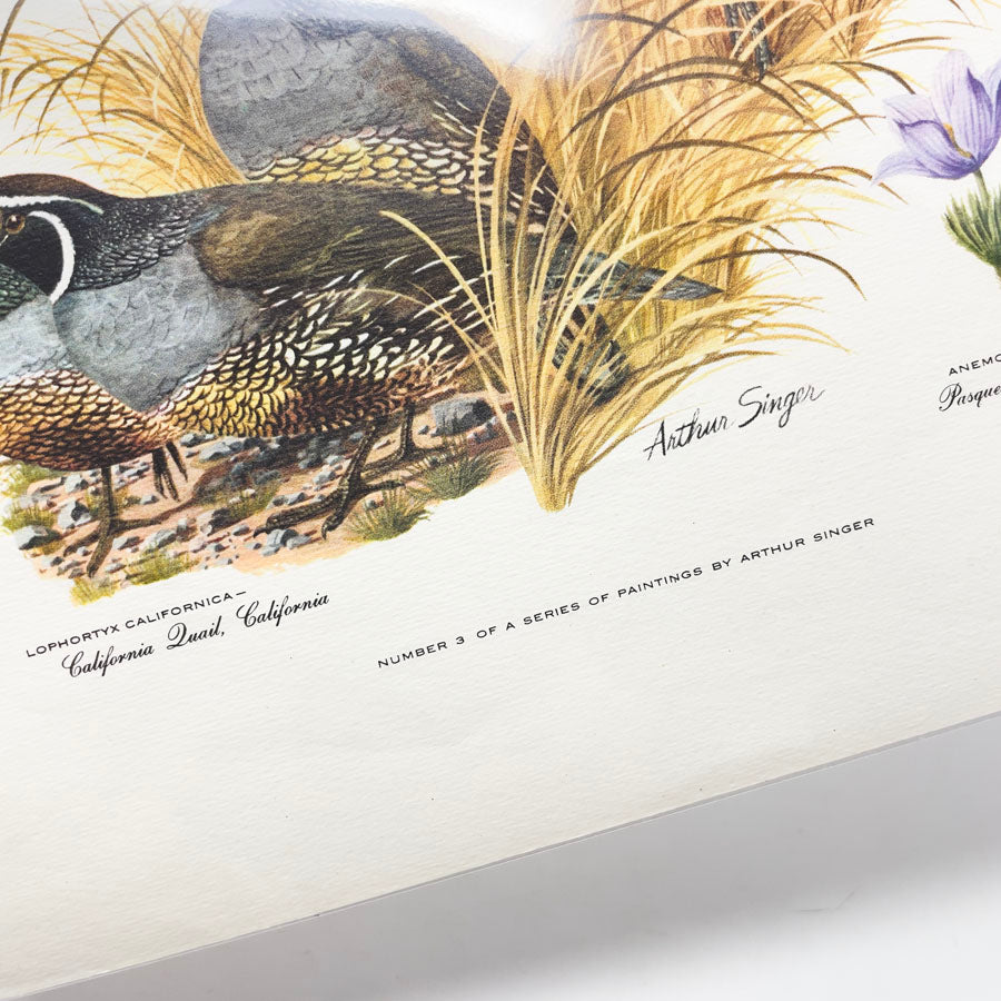 Vintage Arthur Singer Bird Prints - Book Pages