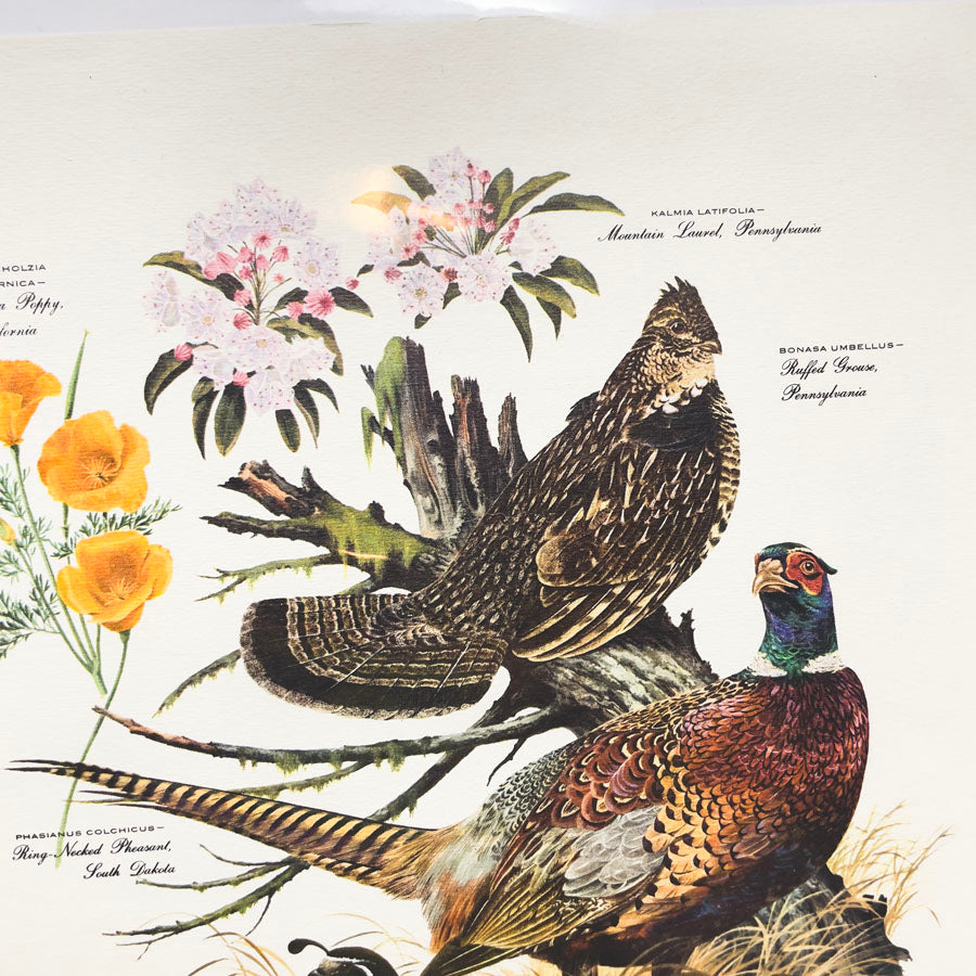 Vintage Arthur Singer Bird Prints - Book Pages