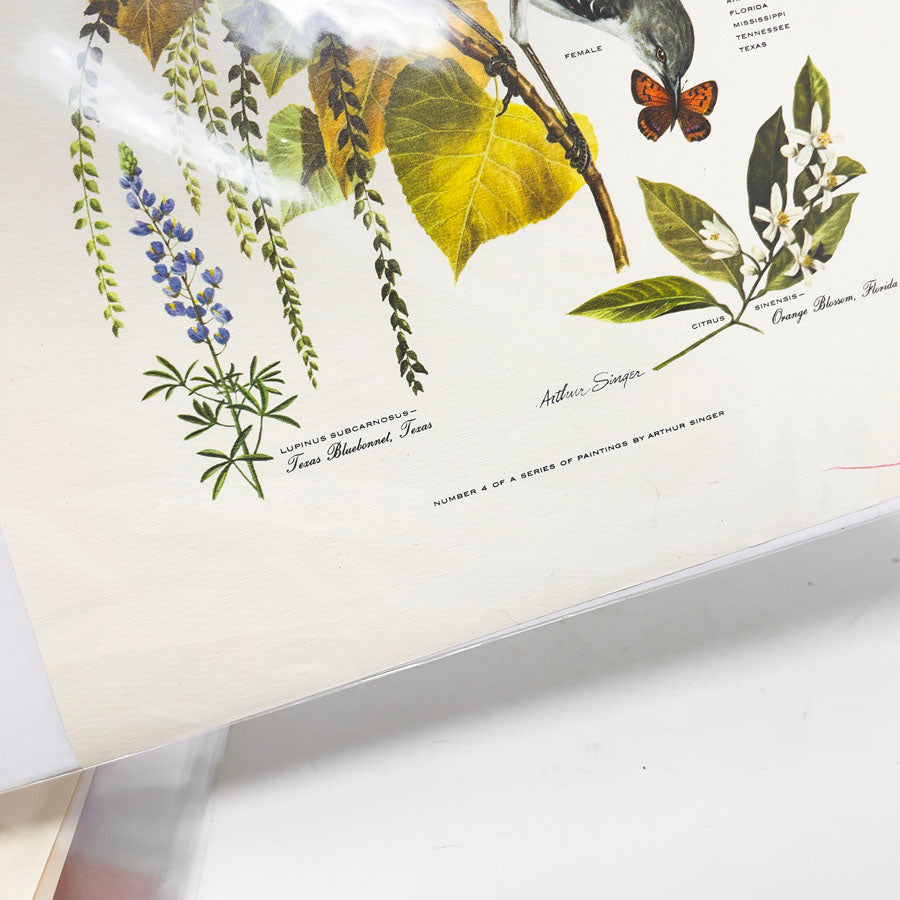 Vintage Arthur Singer Bird Prints - Book Pages