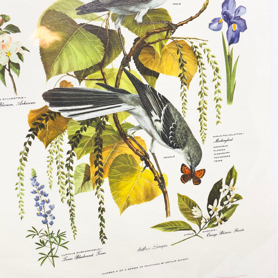 Vintage Arthur Singer Bird Prints - Book Pages