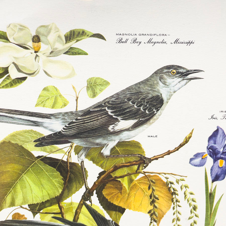 Vintage Arthur Singer Bird Prints - Book Pages