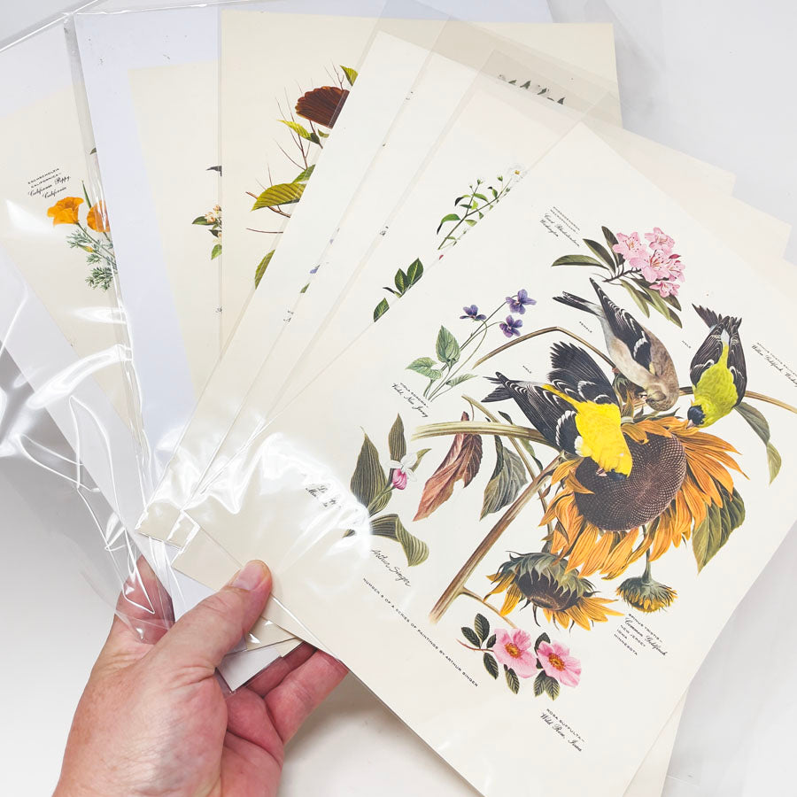 Vintage Arthur Singer Bird Prints - Book Pages
