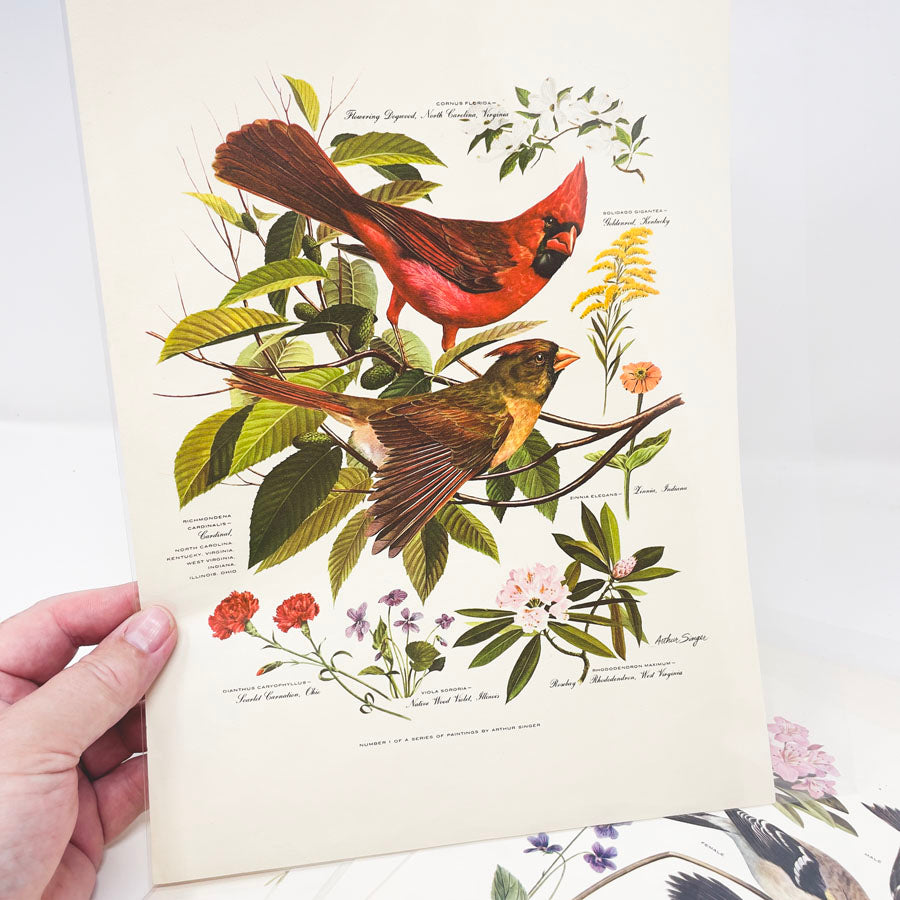 Vintage Arthur Singer Bird Prints - Book Pages