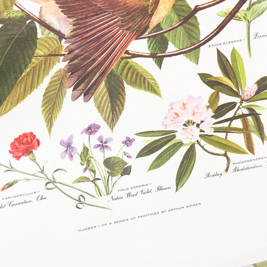 Vintage Arthur Singer Bird Prints - Book Pages