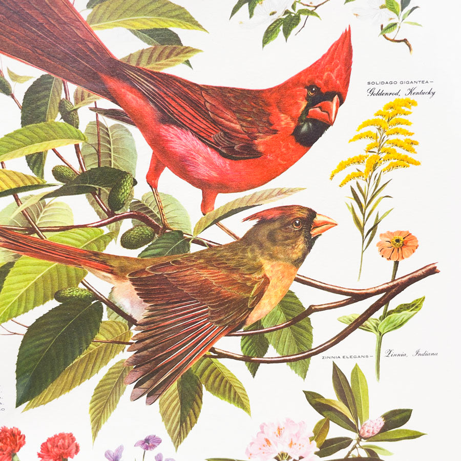 Vintage Arthur Singer Bird Prints - Book Pages