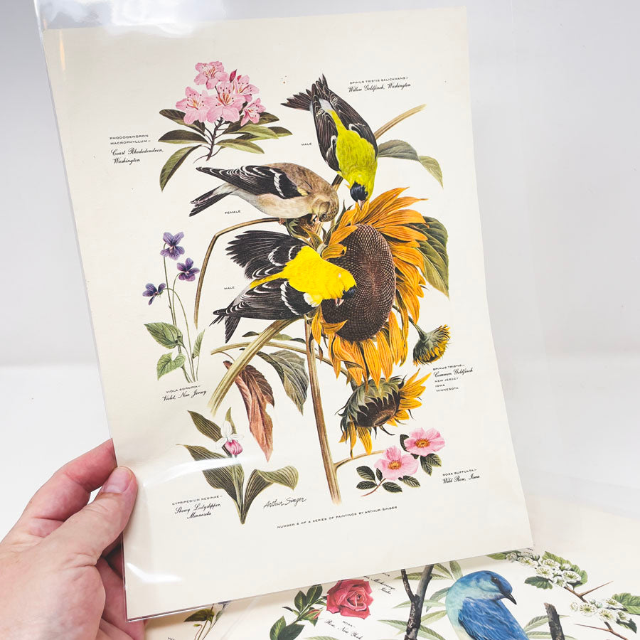 Vintage Arthur Singer Bird Prints - Book Pages