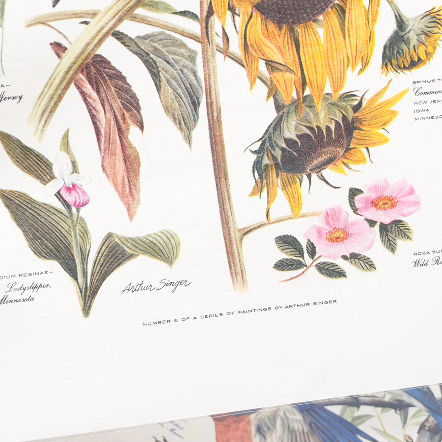 Vintage Arthur Singer Bird Prints - Book Pages
