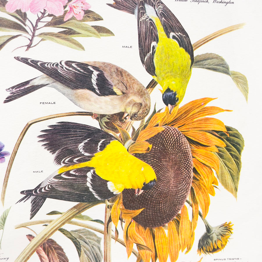 Vintage Arthur Singer Bird Prints - Book Pages