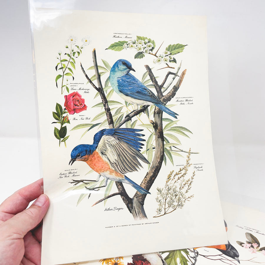 Vintage Arthur Singer Bird Prints - Book Pages