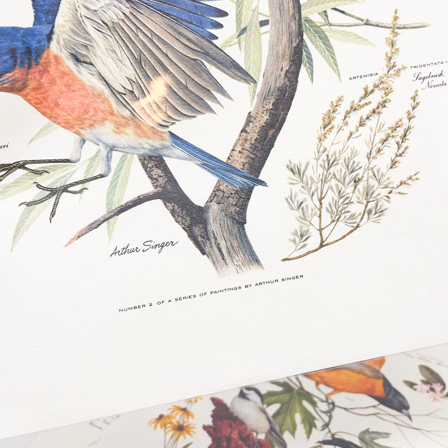 Vintage Arthur Singer Bird Prints - Book Pages