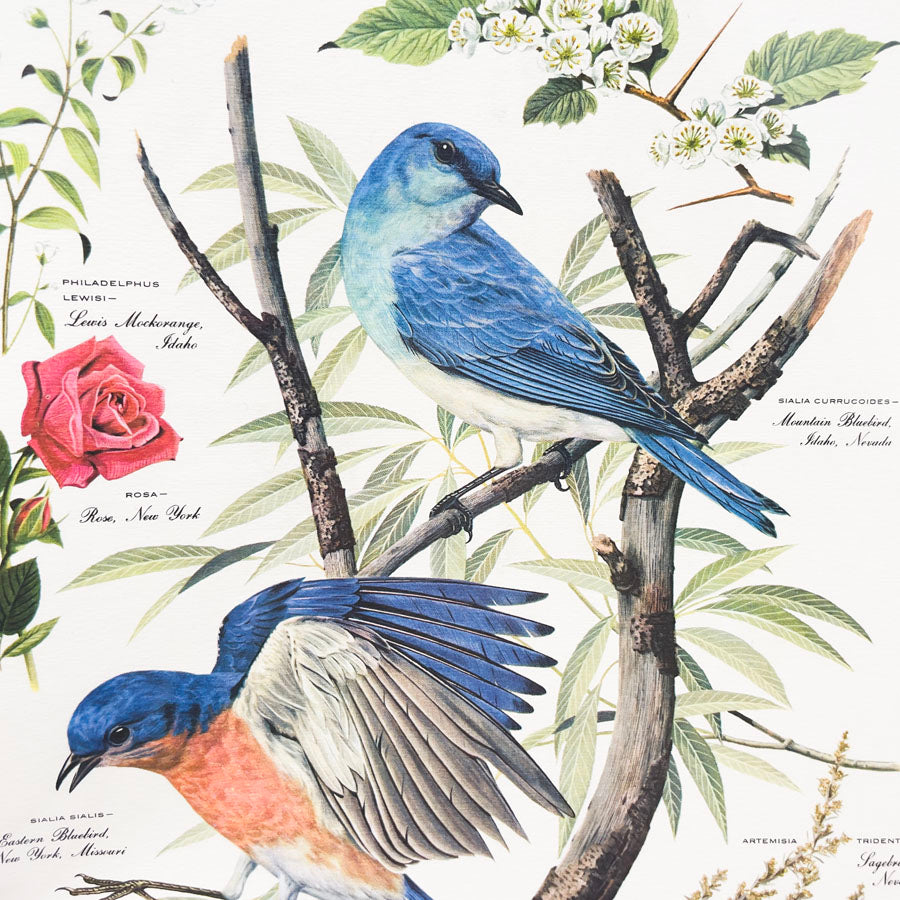 Vintage Arthur Singer Bird Prints - Book Pages