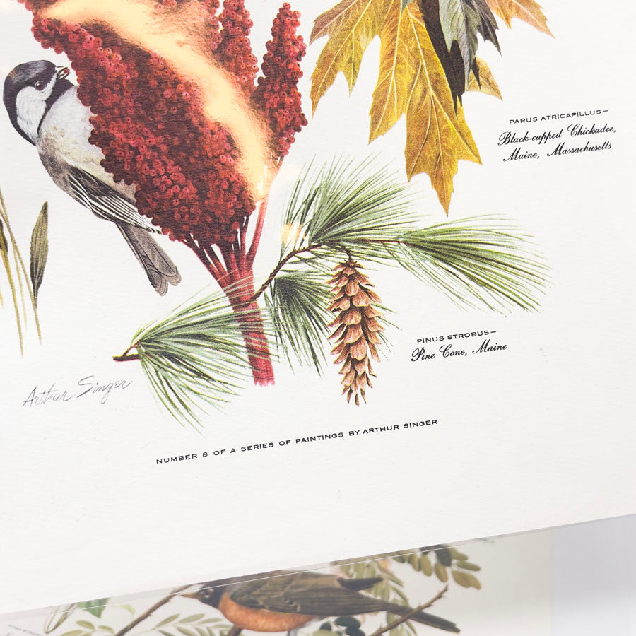 Vintage Arthur Singer Bird Prints - Book Pages