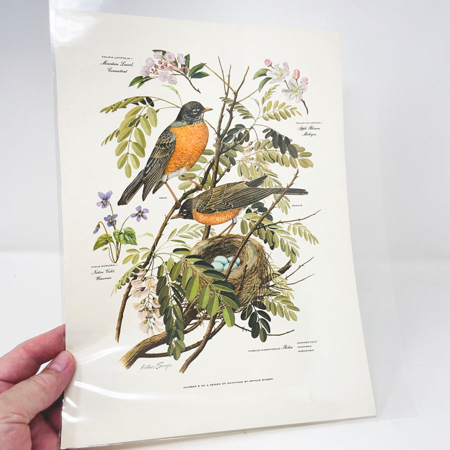 Vintage Arthur Singer Bird Prints - Book Pages