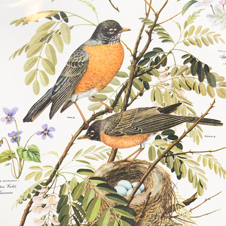 Vintage Arthur Singer Bird Prints - Book Pages