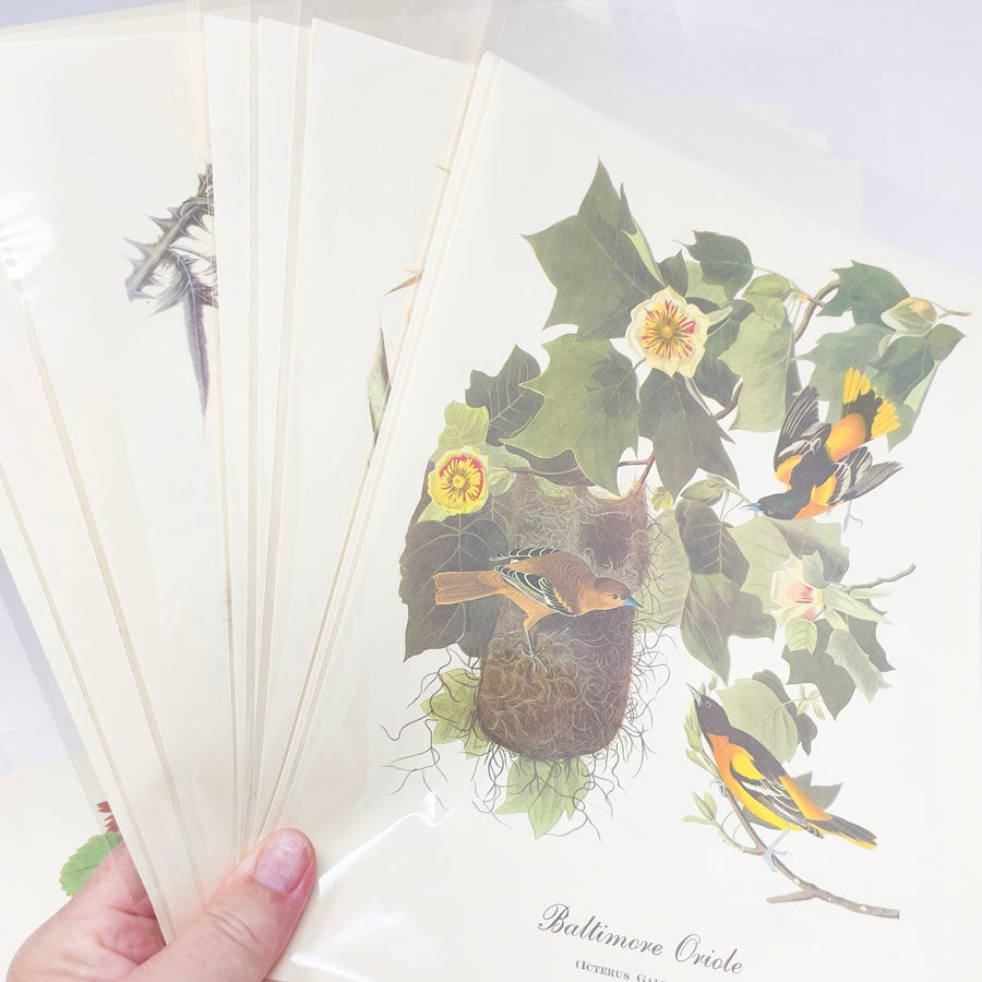 Vintage Audubon Bird Prints - Book Pages
