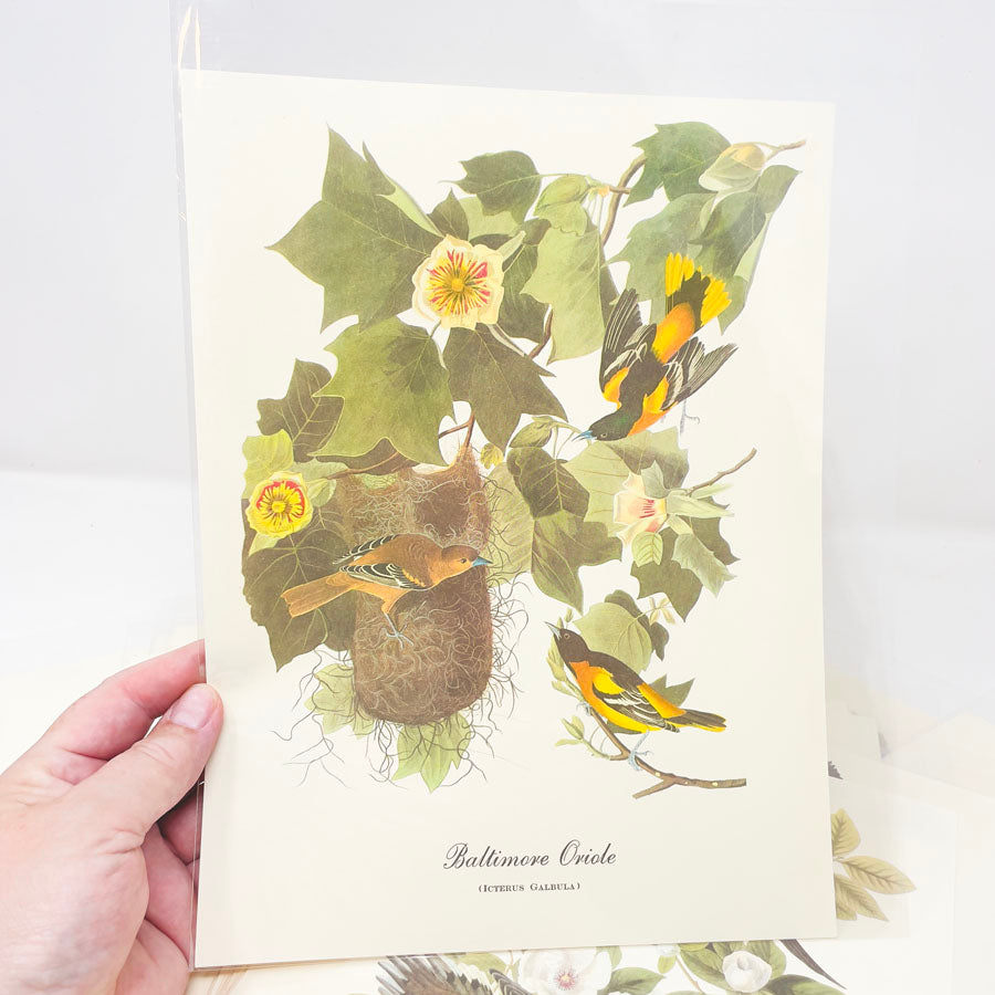 Vintage Audubon Bird Prints - Book Pages