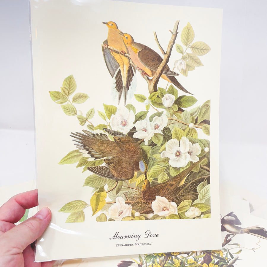 Vintage Audubon Bird Prints - Book Pages