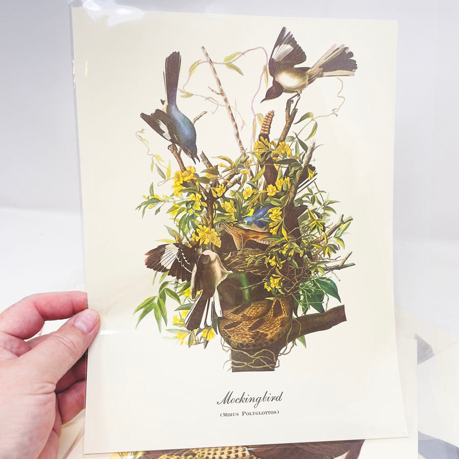 Vintage Audubon Bird Prints - Book Pages