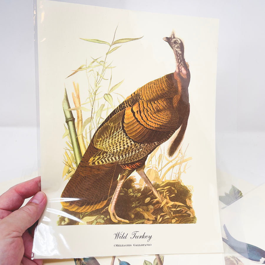 Vintage Audubon Bird Prints - Book Pages