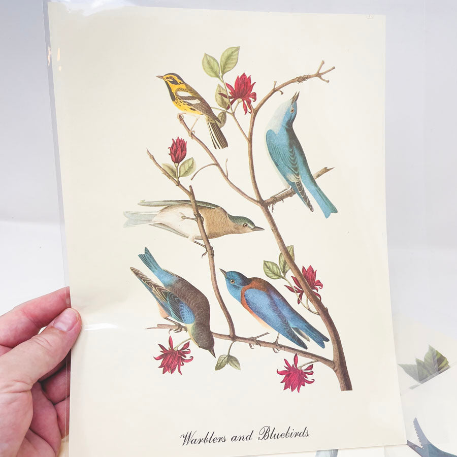 Vintage Audubon Bird Prints - Book Pages