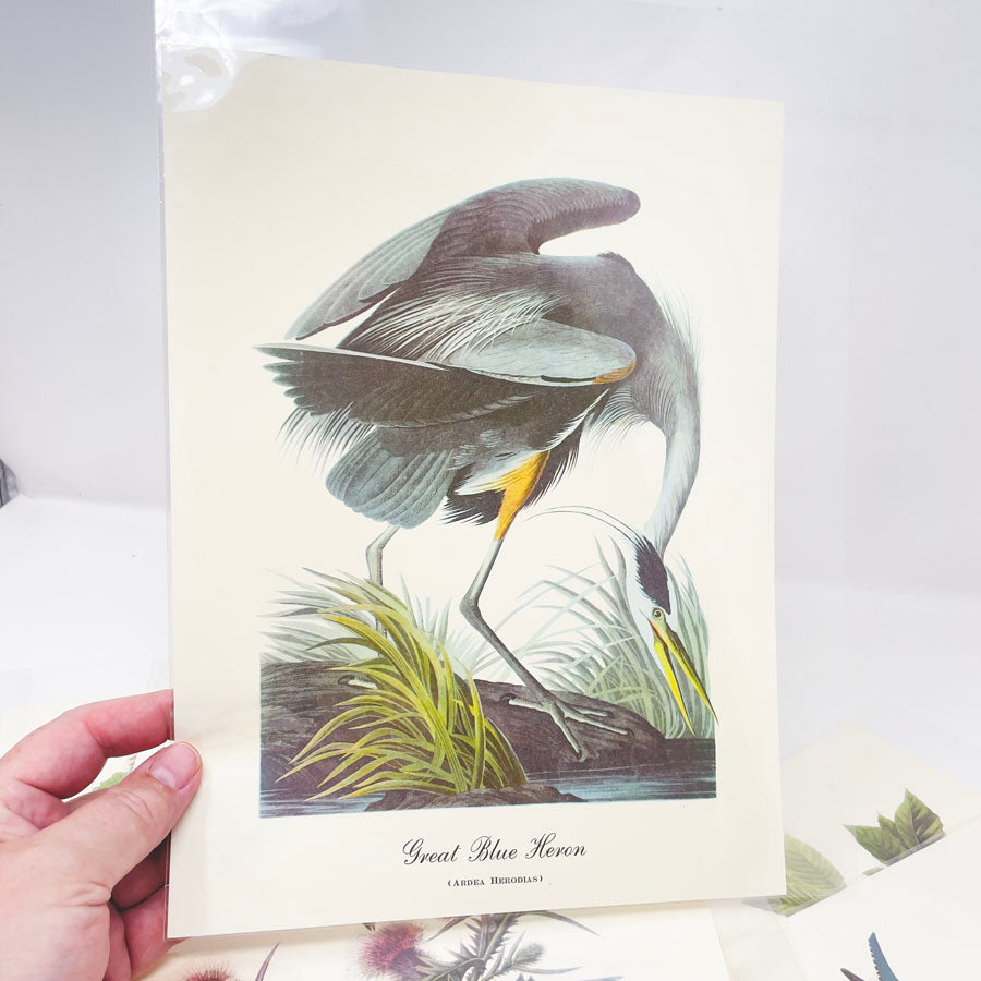 Vintage Audubon Bird Prints - Book Pages