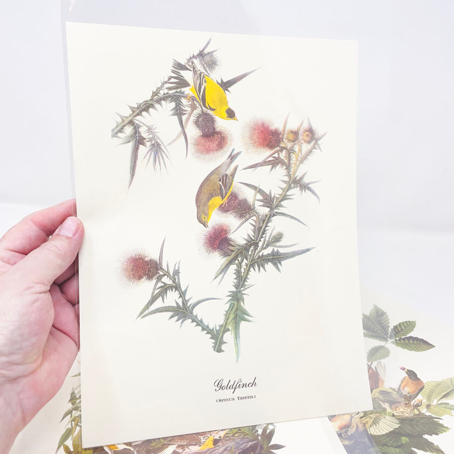 Vintage Audubon Bird Prints - Book Pages