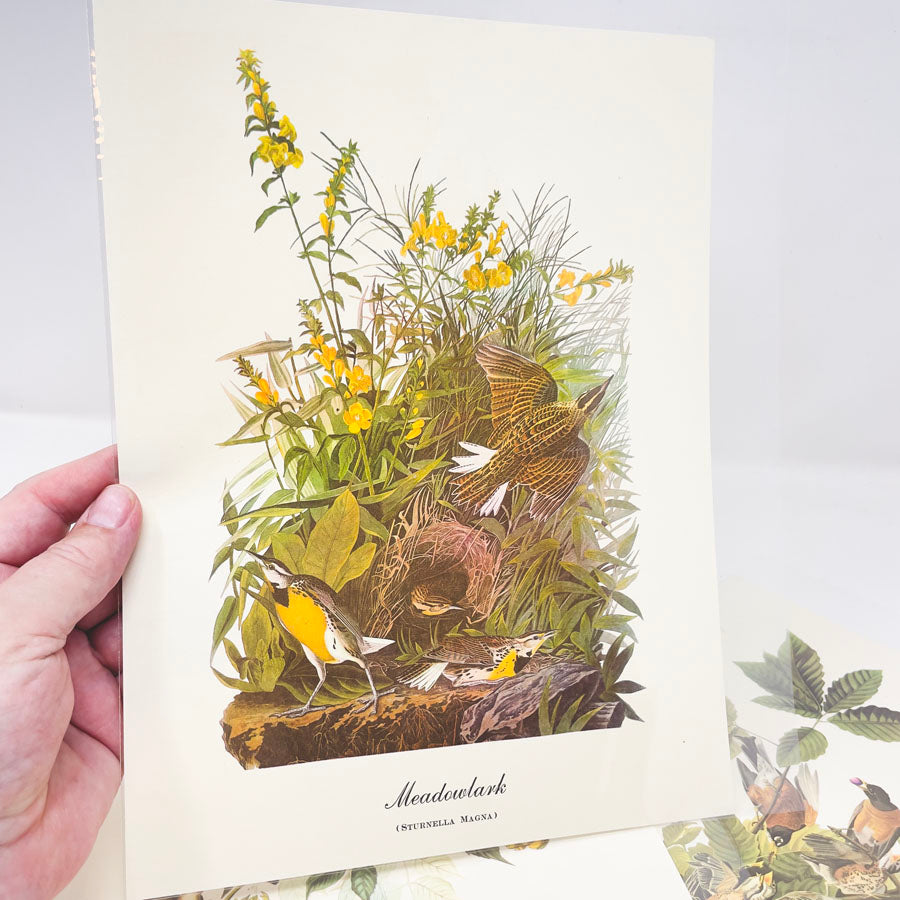 Vintage Audubon Bird Prints - Book Pages