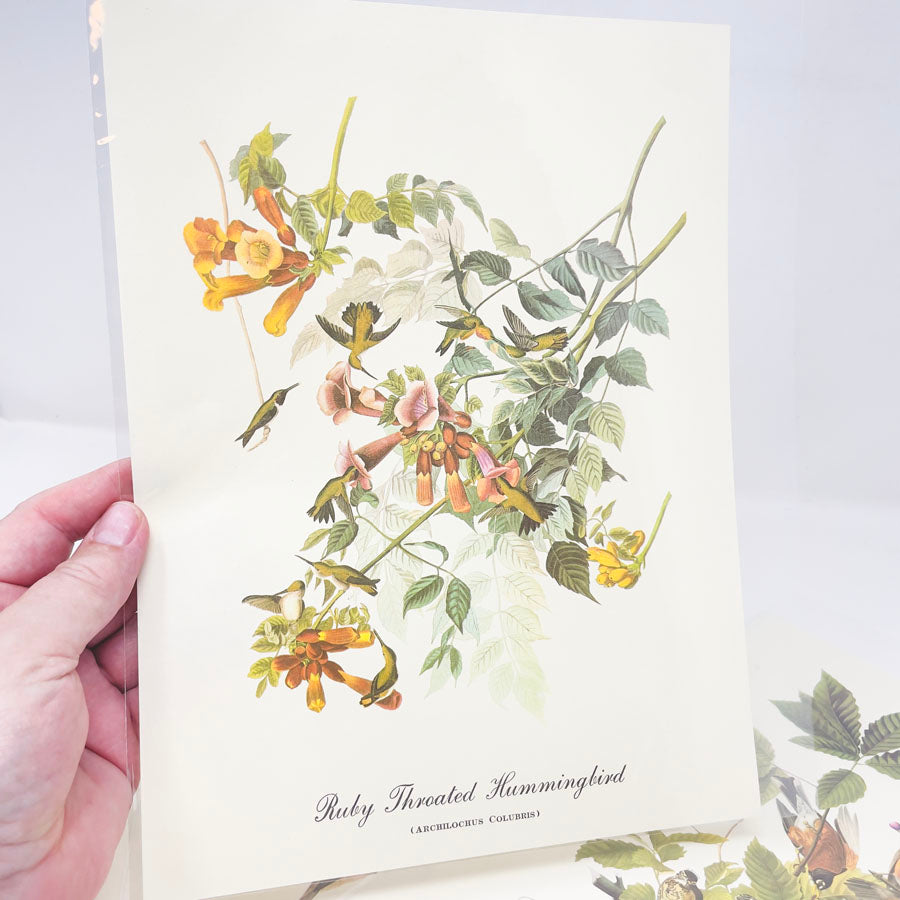Vintage Audubon Bird Prints - Book Pages