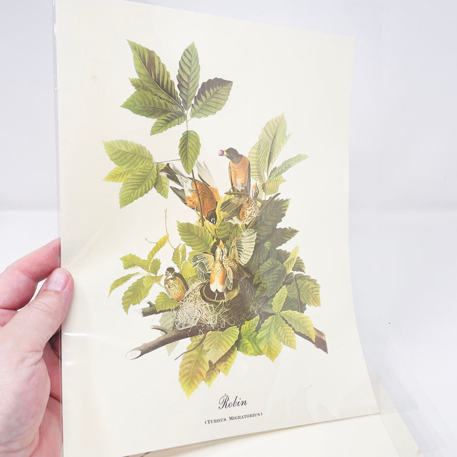 Vintage Audubon Bird Prints - Book Pages