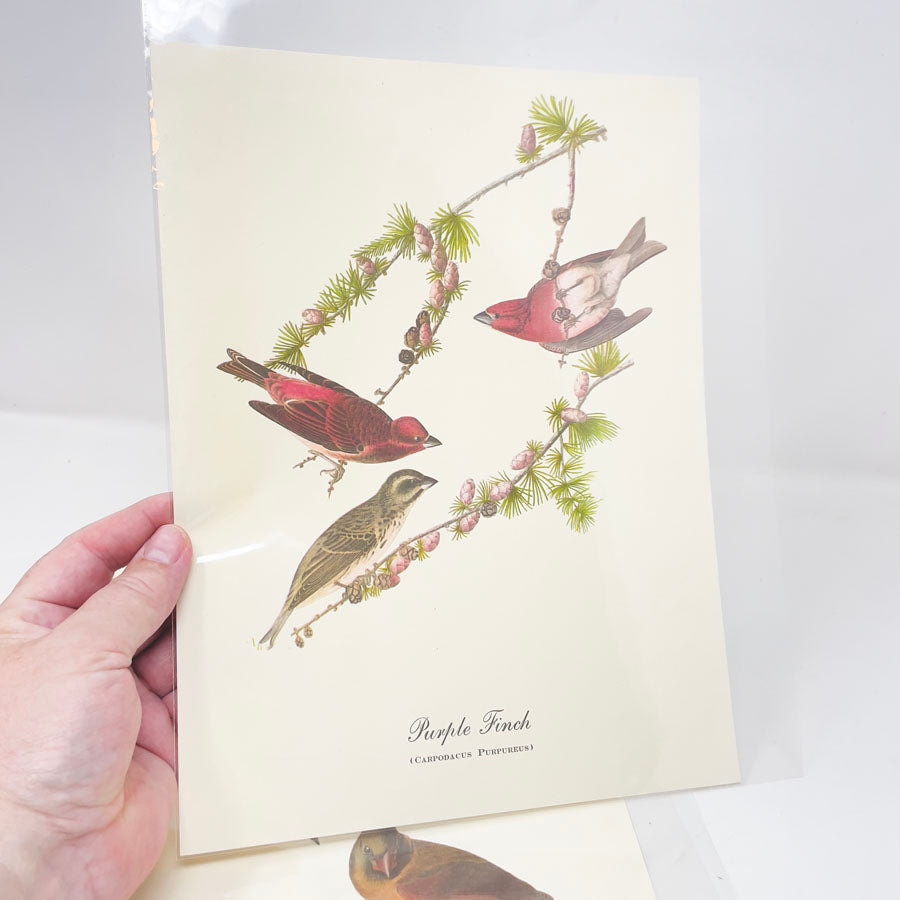 Vintage Audubon Bird Prints - Book Pages