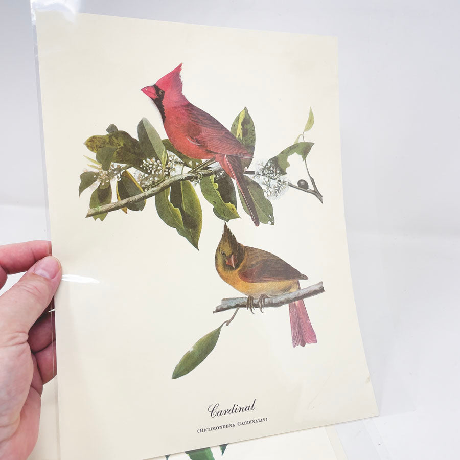 Vintage Audubon Bird Prints - Book Pages