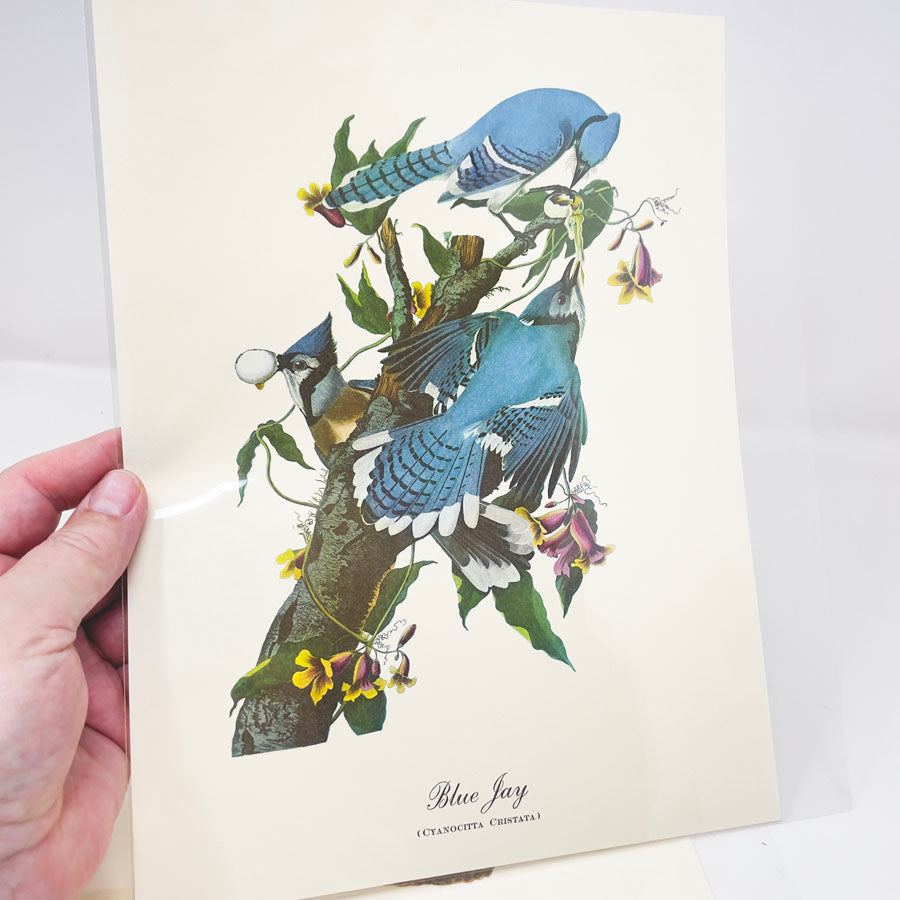 Vintage Audubon Bird Prints - Book Pages