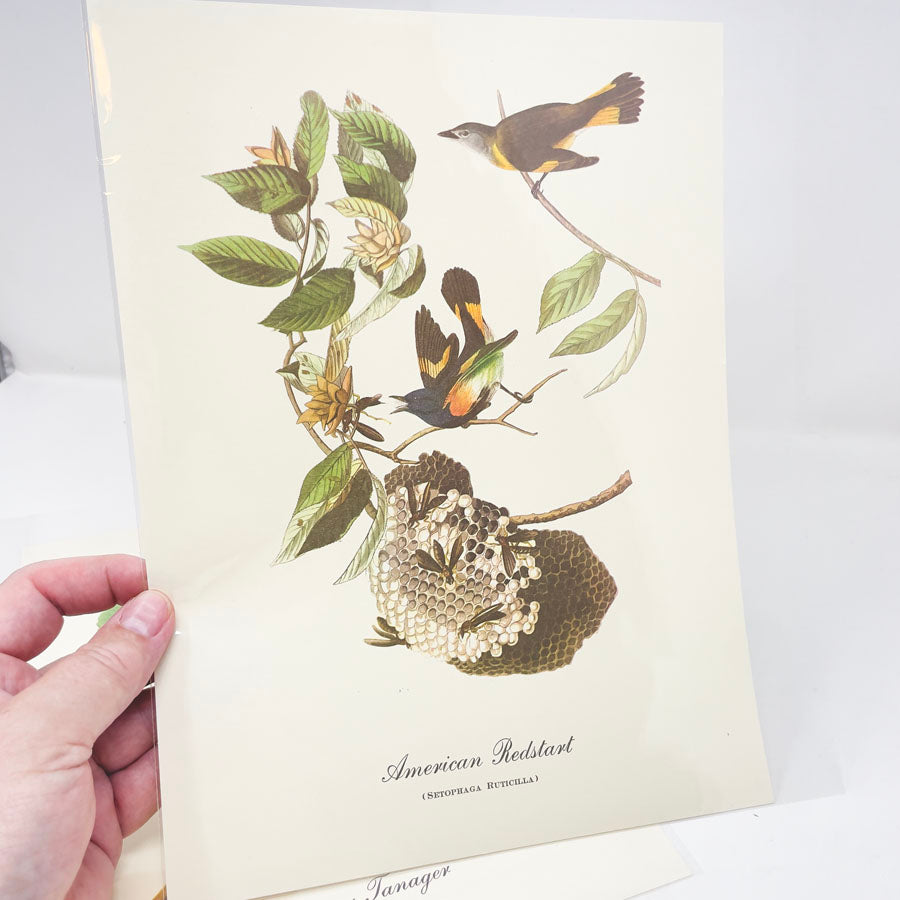 Vintage Audubon Bird Prints - Book Pages
