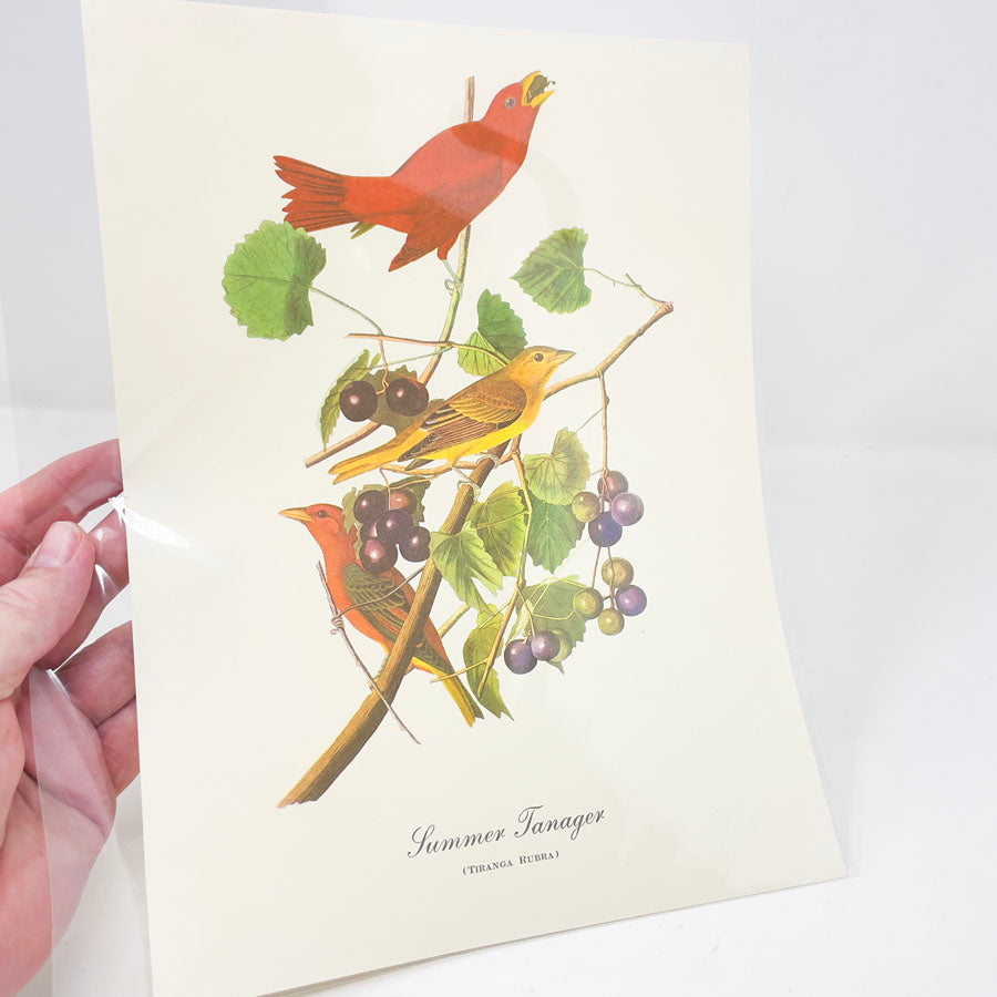 Vintage Audubon Bird Prints - Book Pages