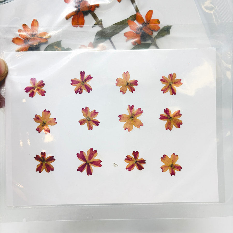 Bundle of Pressed Flowers (3)