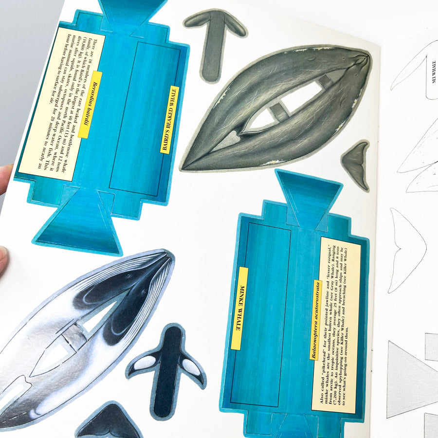 Dolphins & Whales Model Set