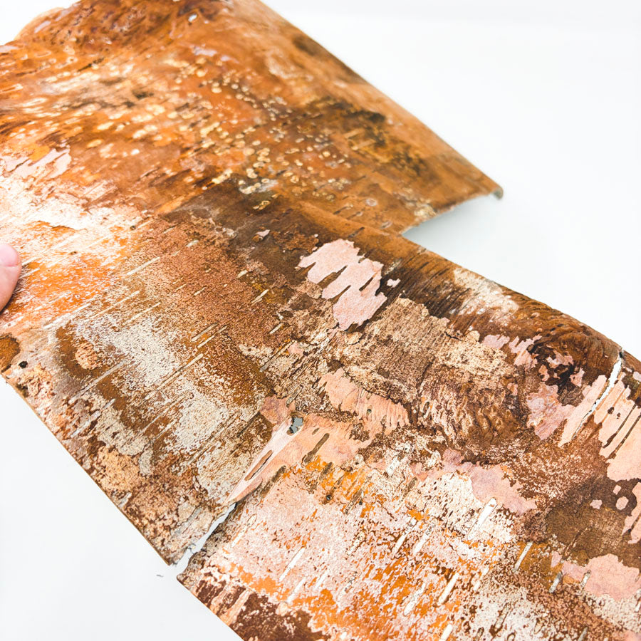 Birch Tree Bark Sheet