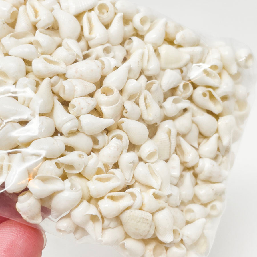 Small White Conch Shells