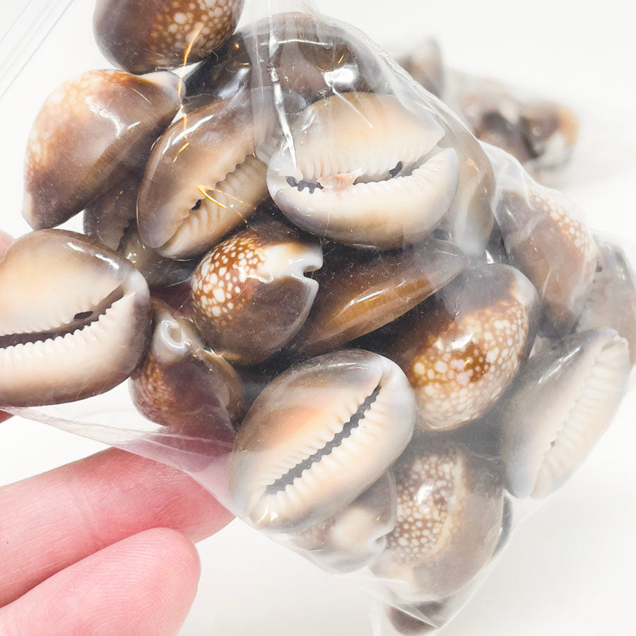 Snake Head Cowrie Shell Beads (1)