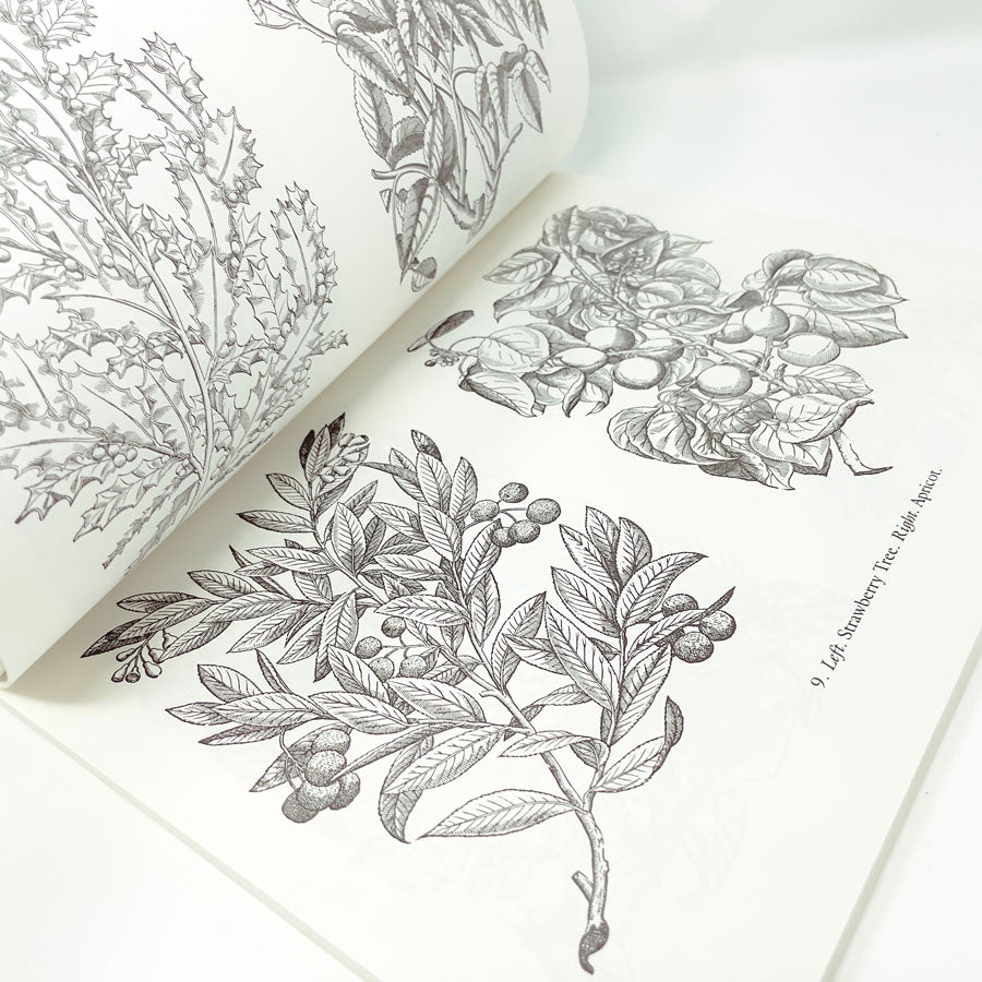 Decorative Floral Woodcuts of the Sixteenth Century Book