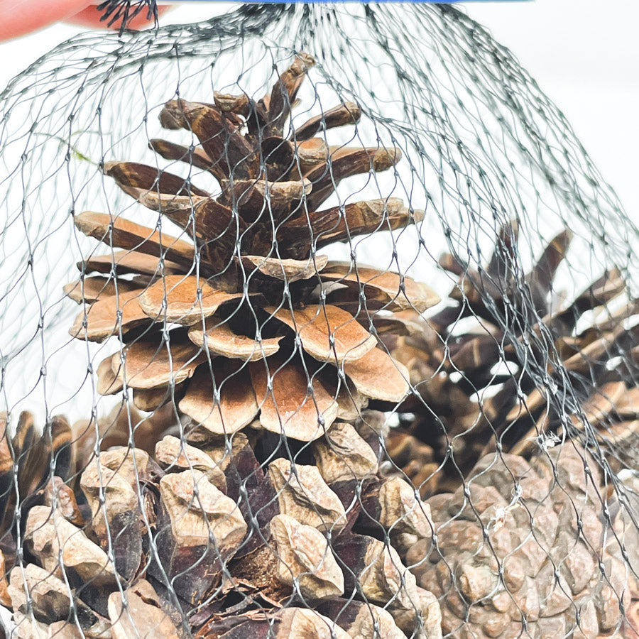 Small Bag of Pinecones (1)