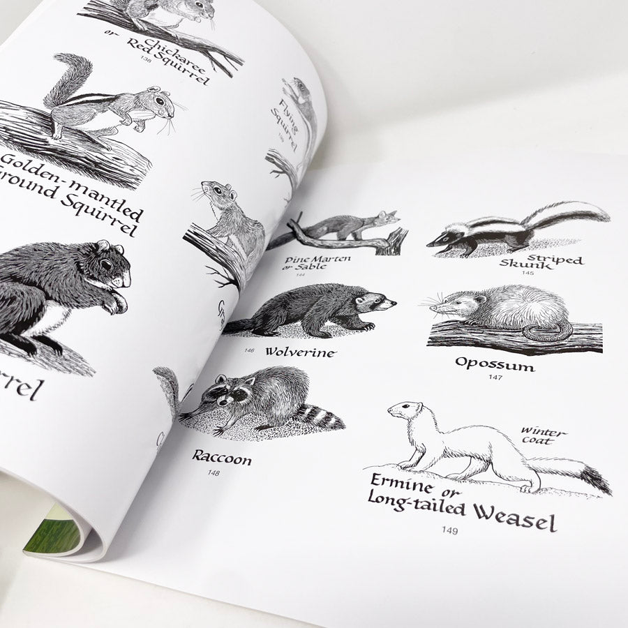 Forest Plant and Animal Illustrations Book