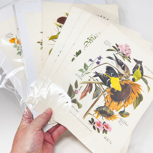 Vintage Arthur Singer Bird Prints - Book Pages