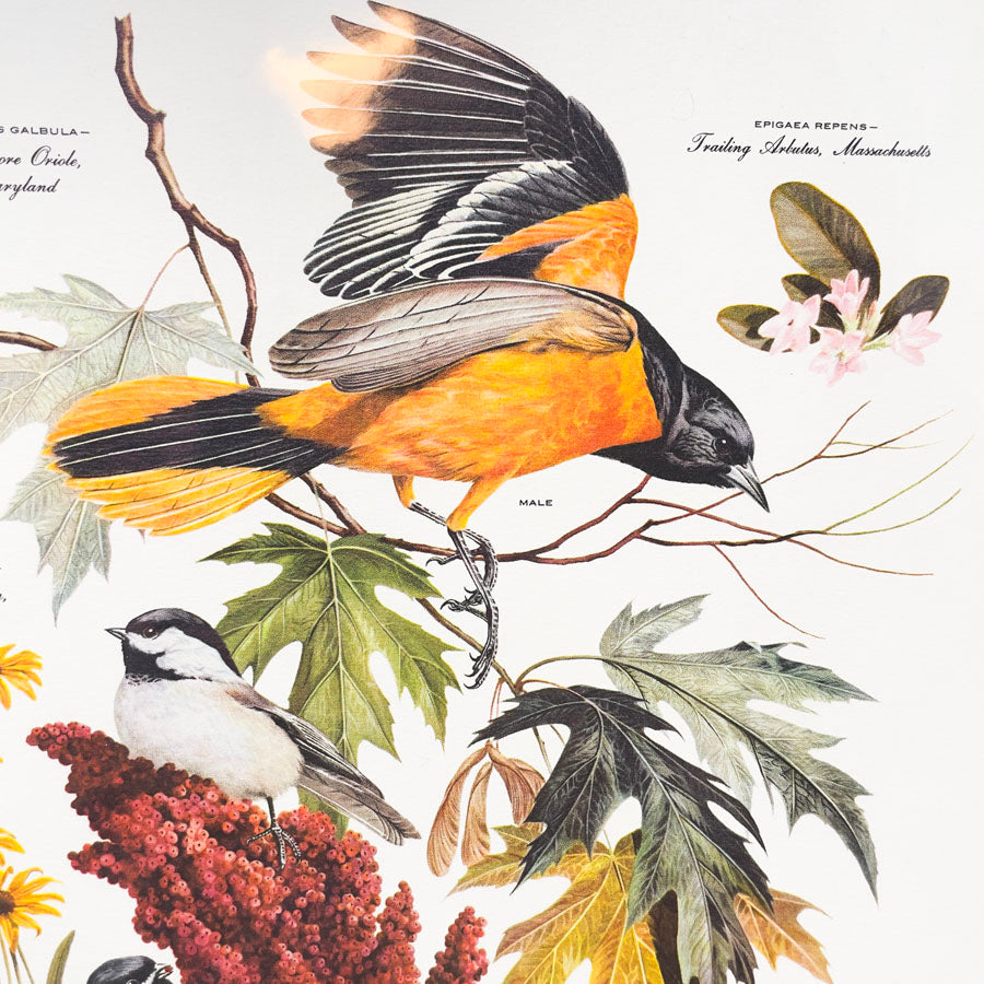 Vintage Arthur Singer Bird Prints - Book Pages