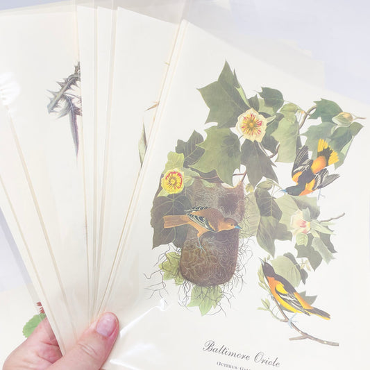 Vintage Audubon Bird Prints - Book Pages