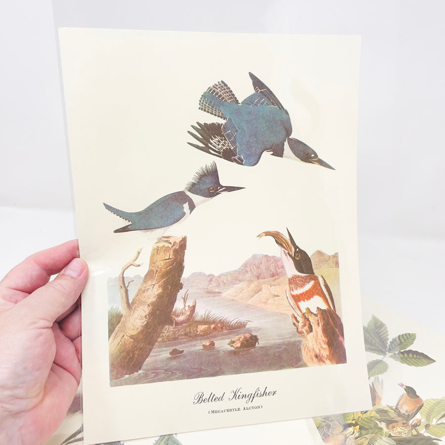 Vintage Audubon Bird Prints - Book Pages