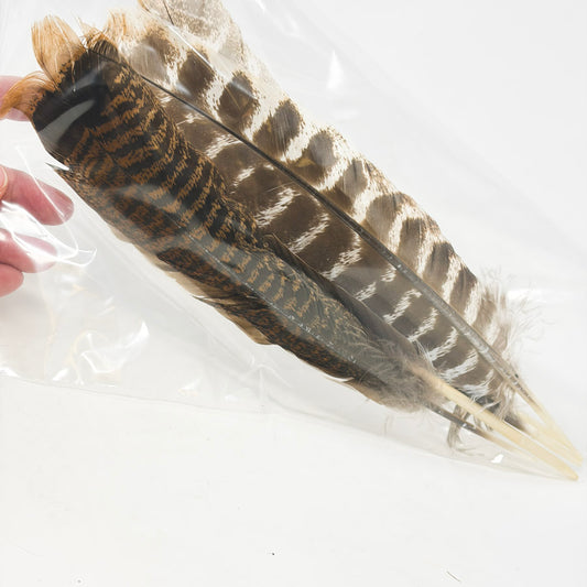 Four Large Turkey Feathers