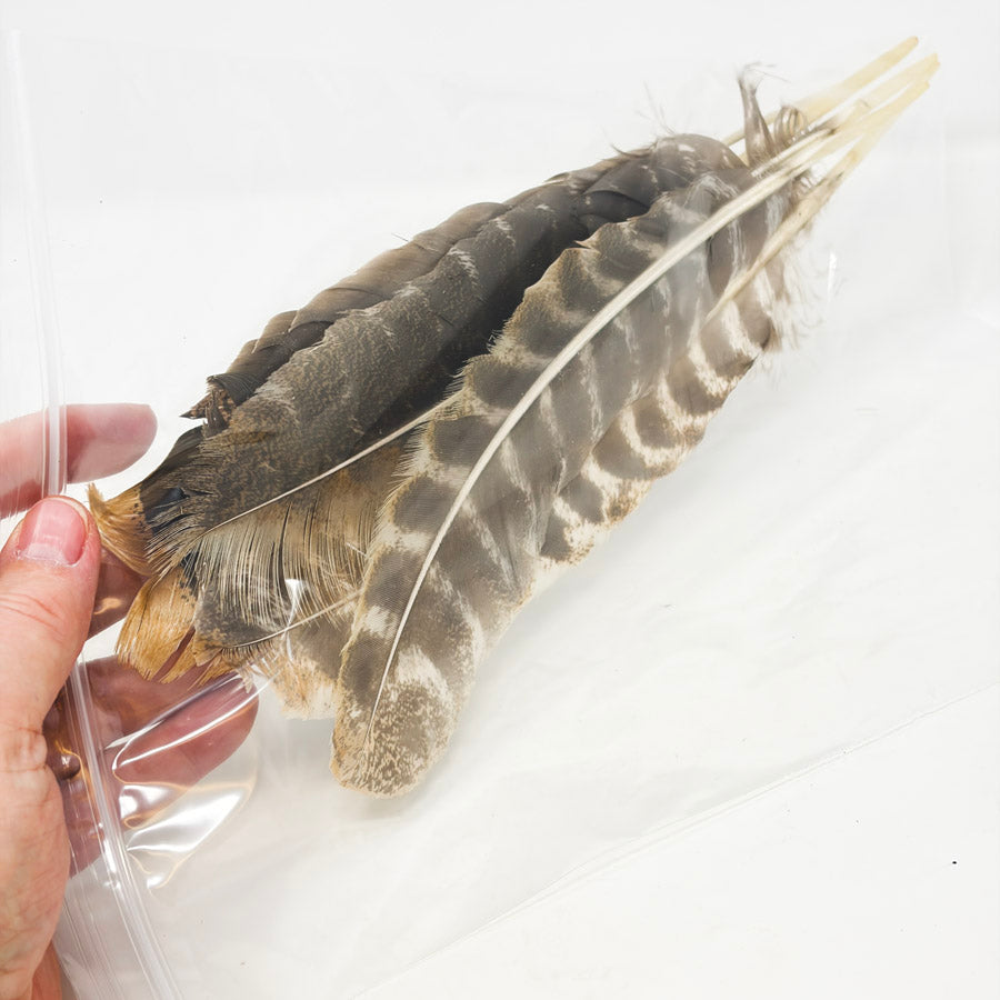 Four Large Turkey Feathers